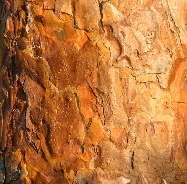 日照下的松树树干和树皮. — 图库照片