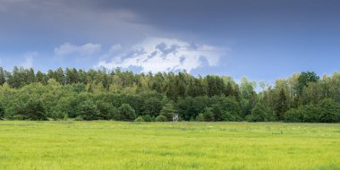 Yazın yağmurdan önce tarla ve ormanla manzara.