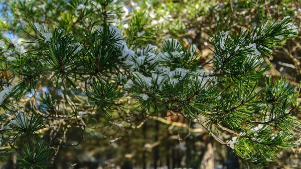 Kiefernzweig mit den Resten von Schnee in Nahaufnahme an einem strahlend frostigen Märztag. — Stockfoto