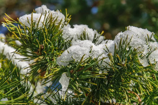 Kiefernzweig mit den Resten von Schnee in Nahaufnahme an einem frostigen Märztag. — Stockfoto
