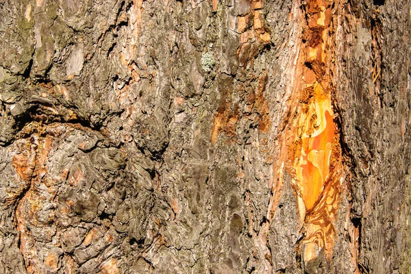 松木树干和树皮 树皮上用太阳照射的树脂 — 图库照片