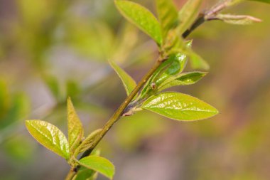 İlkbaharın başlarında çalılıklardaki ilk yeşil yapraklar. Yakın plan..