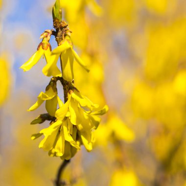 İlkbaharın başlarında Forsythia çiçekleri. Meyve bahçesinde çiçek açan fındıklar. Bokeh.