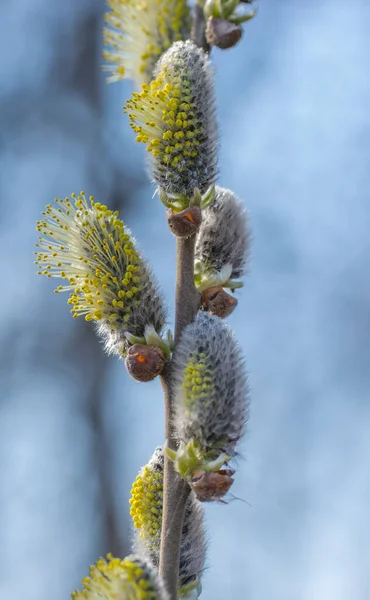 Floraison de brindilles de saule par une belle journée ensoleillée de printemps. — Photo