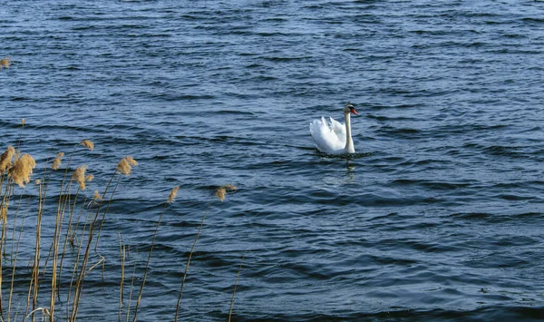 A white lone swan swims in a lake on a sunny windy spring day. — Stock Photo, Image