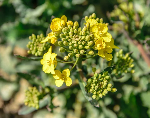 Рапсовые цветы и почки крупным планом, Brassica napus — стоковое фото