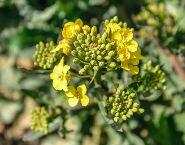 Flores e botões de colza close-up, Brassica napus Imagem De Stock