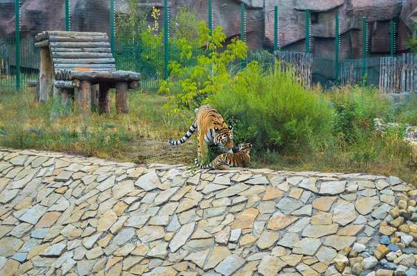 Junge Tigerin spielt mit ihrem Jungtier — Stockfoto