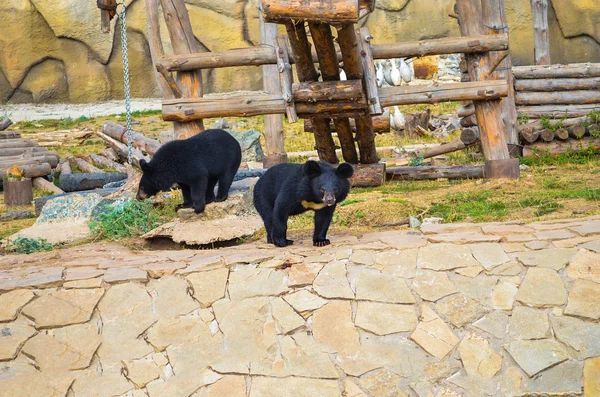 Милые азиатские черные медведи играют — стоковое фото