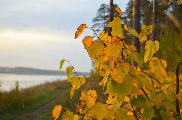 Autumn yellow bush — Stock Photo, Image