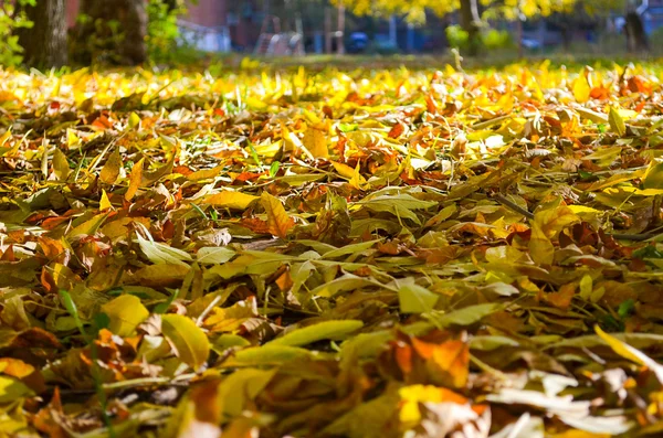 Золота осінь в парку — стокове фото