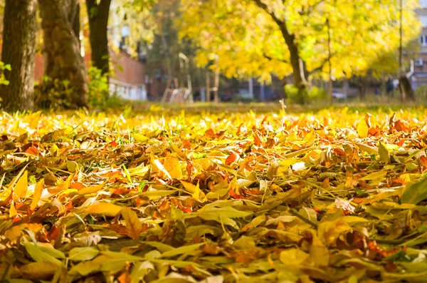 Outono parque dourado — Fotografia de Stock