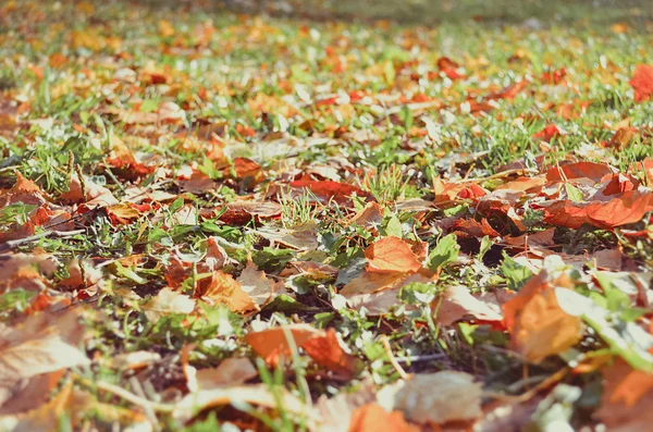 Grama verde coberta com folhas de outono — Fotografia de Stock