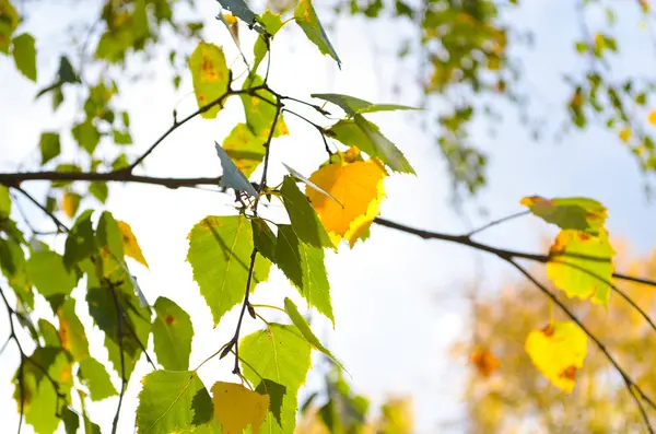 Berken bladen in de Gouden herfst — Stockfoto