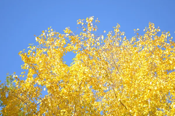 Heldere gele bladeren — Stockfoto