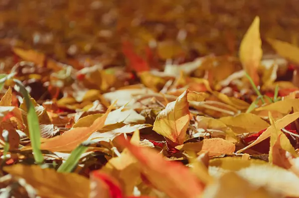 Яскраво-червоне осіннє листя — стокове фото