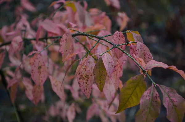 Branche aux feuilles roses — Photo