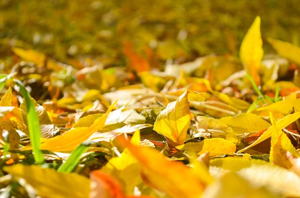 秋天的叶子在阳光下 — 图库照片
