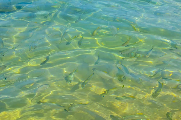 Um monte de peixes brilhantes no oceano — Fotografia de Stock