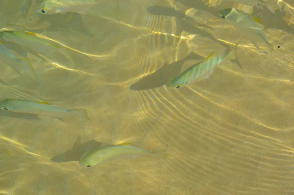Tropische vissen onderwater — Stockfoto