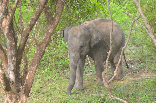 Éléphant indien dans la jungle — Photo