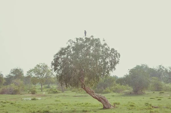 Ağacın tepesinde şahin 