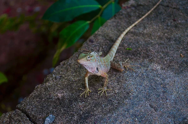 Lagarto curioso brillante sobre piedra en la selva —  Fotos de Stock