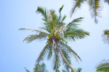 Hindistan cevizi hurma ağacı ve sky Beach