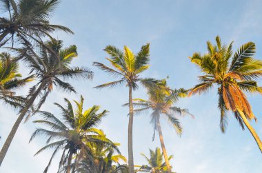 tropik cennet sri Lanka