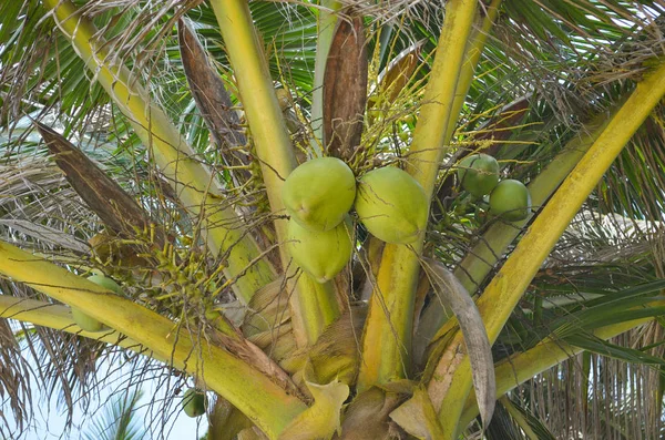 Kelapa philippine besar di telapak tangan — Stok Foto