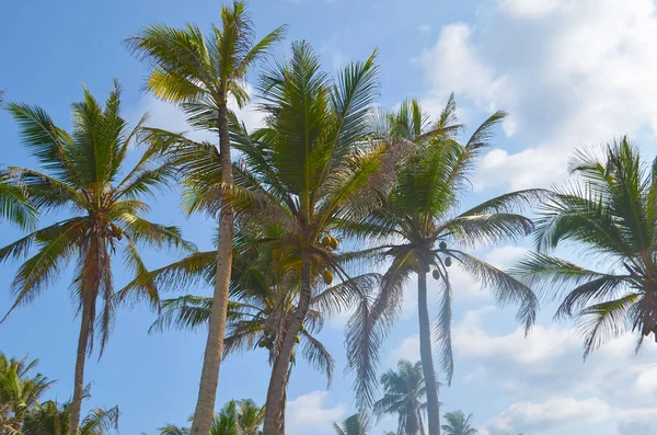 Wiele jasnych Palm kokosy — Zdjęcie stockowe