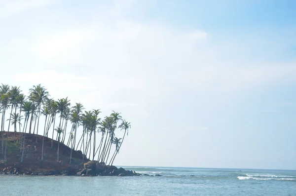 Palmiers sur l'île paradisiaque — Photo