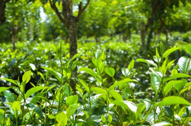 Parlak çay plantasyon tazelik