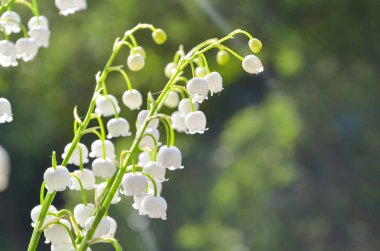 İlk beyaz zambaklar Vadideki bahçe tazelik