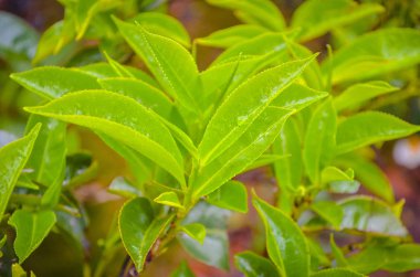 Çiğ ile parlak genç çay yaprakları