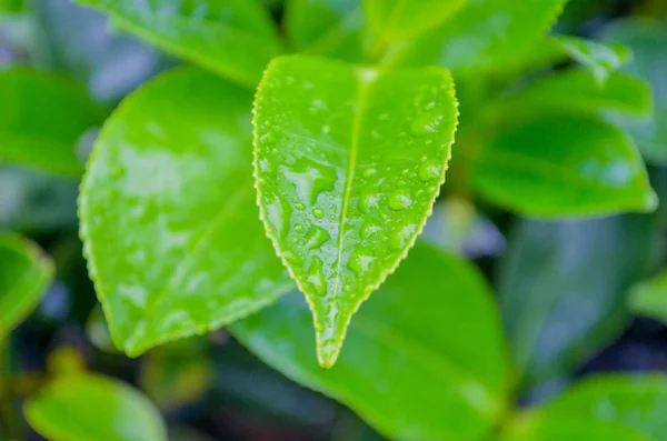 清晨的露珠，在明亮的绿色茶树叶 — 图库照片