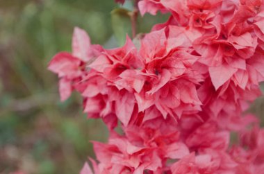 Narin pembe Begonviller