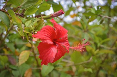 parlak kırmızı hibiscus çiçek 