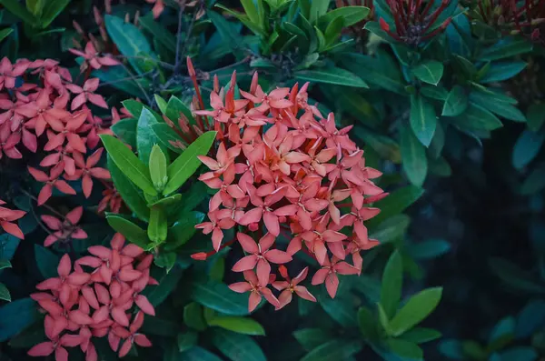 Ярко-красный куст с цветами пламени леса — стоковое фото