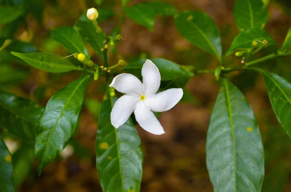 Tender white tropical flower in garden of Sri Lanka — Stock Photo, Image