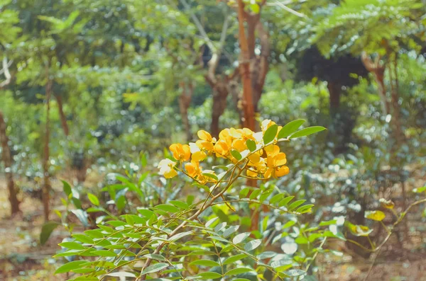 Heldere gele ranawara bloemen in de jungle — Stockfoto