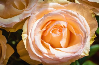 Bir kadın için güzel pembe güller