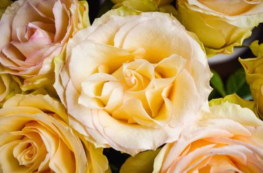 Parlak yemyeşil gül çiçek