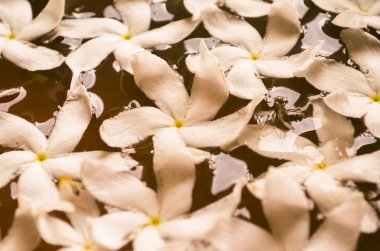 kasede beyaz çiçekler