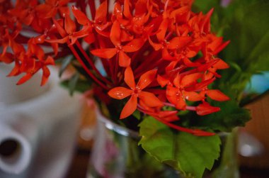 Cam ormanda parlak kırmızı alevi