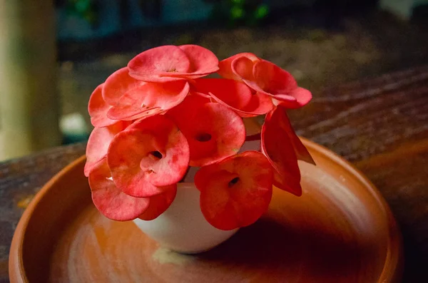 Helle Euphorbia milii in der Vase auf dem Tisch — Stockfoto