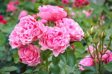 Yemyeşil bahar bahçe içinde pembe Gül çiçek