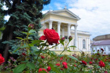 Güzel antik binanın yakınındaki bahçede parlak kırmızı güller