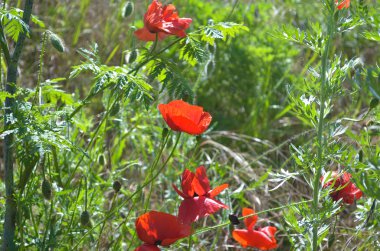 Çayır üzerinde parlak kırmızı haşhaş