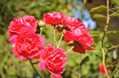 Gül bahçesinde tam Bloom parlak pembe güller